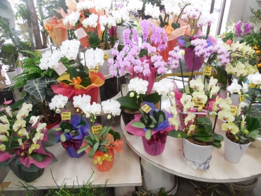 「はまぢ園芸」　（三重県伊勢市）の花屋店舗写真3